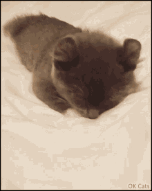 Sleepy Sleepy Cat GIF - Sleepy Sleepy Cat Schuimpie GIFs