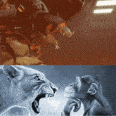 a picture of a lion and a picture of a chimpanzee looking at each other