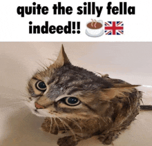 quite the silly fella indeed written above a cat