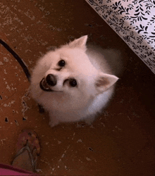 a small white dog sitting on a tiled floor looking up at the camera