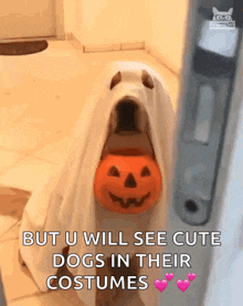 Trick Or Treat Halloween GIF - Trick Or Treat Halloween Cute Dog GIFs