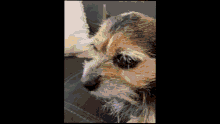 Dog Jeffery GIF - Dog Jeffery Edit GIFs