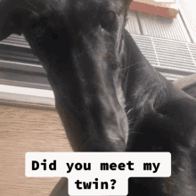 Dog Twin GIF - Dog Twin Foot GIFs