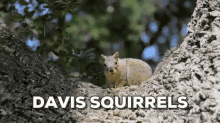 Davis Squirrels GIF - Davis Davisgifs Squirrel GIFs