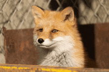 Fox Yapping GIF - Fox Yapping What Is Blud Waffling On About GIFs