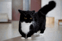 Uni Unico GIF - Uni Unico Cat GIFs