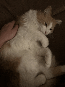 a person petting an orange and white cat on a brown couch