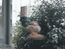 Spinning Squirrel GIF - Spinning Squirrel Dizzy GIFs