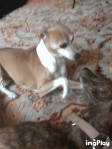 Dog Greyhound GIF - Dog Greyhound Smack GIFs