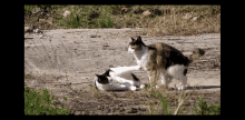 two cats are playing in the dirt on the ground .
