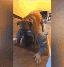 Dogs Back Ride GIF