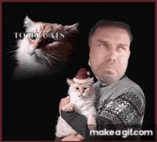 Cat Cats GIF - Cat Cats Funny Animal GIFs