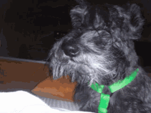 Cute Dog Yes Yes Yes GIF