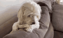 Piper Dog Dog Bone GIF - Piper Dog Dog Bone Maltese Dog GIFs
