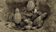 Trying To Climb Up World Turtle Day GIF - Trying To Climb Up World Turtle Day Untamed GIFs