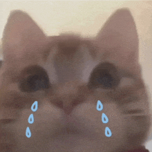 Cat Tears GIF - Cat Tears GIFs
