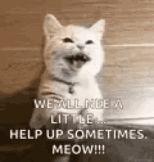 Cat Meow GIF - Cat Meow Help GIFs