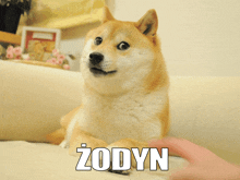 a dog laying on a couch with the word zodyn written on the bottom