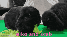 two black rabbits are eating lettuce and the words eiko and scab are on the bottom