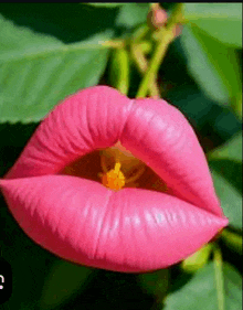 a close up of a pink flower shaped like a woman 's lips