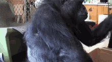 Koko Gorilla GIF - Koko Gorilla Put On Head GIFs