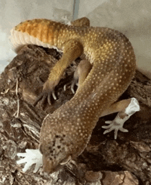 Lizard Gecko GIF
