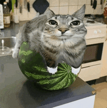 Water Melon Cat GIF