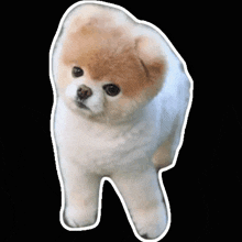 Boo The Dog Fluffy GIF - Boo The Dog Fluffy Dog Paw GIFs