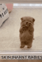 Cute Doggo Dance Dancing Dog GIF - Cute Doggo Dance Cute Dog Cute Doggo GIFs