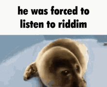 riddim he was forced to he was forced to listen to seal listen