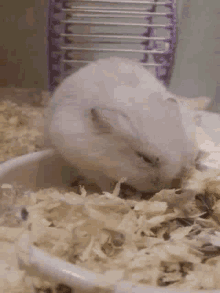 Yum Hamster GIF - Yum Hamster Eating GIFs