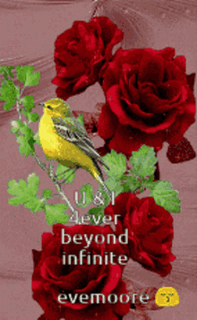 Red Rose Bird GIF - Red Rose Bird Even More GIFs