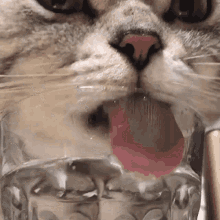 cat cute drinking kitty glass of water