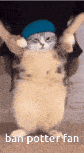 Cat Dance Cat GIF - Cat Dance Cat Cat Dance To Girlfriend GIFs