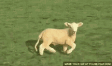 Goat Run GIF - Goat Run Weird GIFs