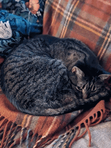 two cats sleeping on a plaid blanket on a bed