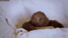 Thinking Sloth GIF - Thinking Sloth Animals GIFs