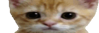 a close up of a kitten 's face looking at the camera .