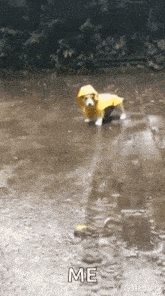 Storm Puppies GIF