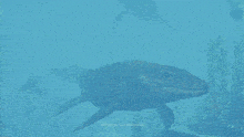 a large shark is swimming in a blue ocean with the words " the dolphin game festival " on the bottom right