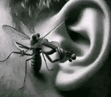 a black and white drawing of a fly playing a violin in an ear .