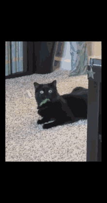 Cat And Feather Green GIF