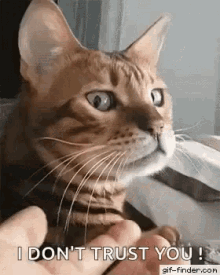 Cat Angry GIF - Cat Angry I Dont Trust You GIFs