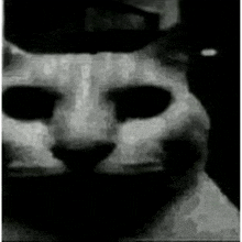 Cathollow GIF - Cathollow Cat GIFs