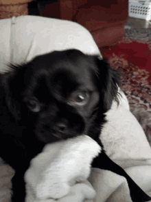 The Sock Stealer Dog GIF - The Sock Stealer Dog Pup GIFs