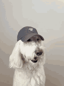 Dog Hat GIF