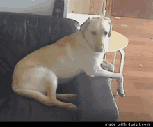 Deal With It Dogs GIF