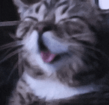 Cat Laughing GIF - Cat Laughing Hehe GIFs