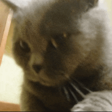 a close up of a cat 's face with a blurred background