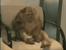 Monkey Sit GIF - Monkey Sit Hiccup GIFs